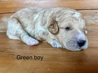 Green collar , a male Miniature Bernedoodle for sale in Calhoun, GA – 2 of 2