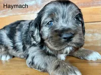 Haymach, a male Cockapoo and Poodle - Miniature  for sale in Calhoun, GA – 3 of 7