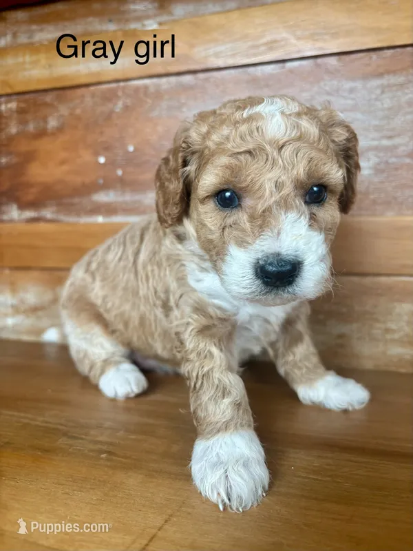 Gray collar – Miniature Bernedoodle puppy for sale in Calhoun, GA
