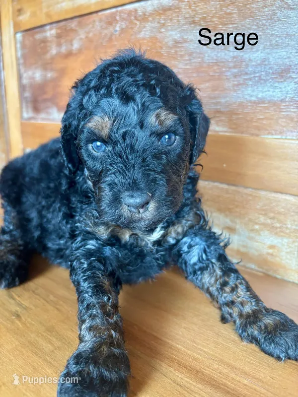 Sarge – Miniature Bernedoodle puppy for sale in Calhoun, GA