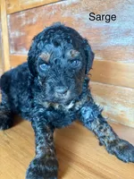 Sarge, a male Miniature Bernedoodle for sale in Calhoun, GA – 6 of 6