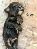 Green collar, a male Miniature Bernedoodle for sale in Calhoun, GA – 2 of 2