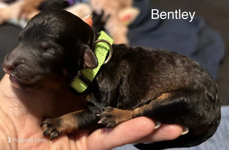 Bently – Miniature Labradoodle puppy for sale in Calhoun, GA