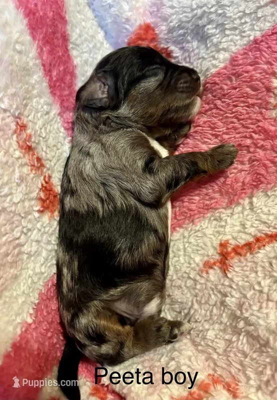 Peeta – Cockapoo, Poodle - Miniature  puppy for sale in Calhoun, GA