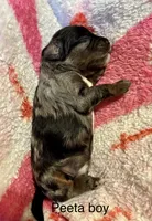 Peeta, a male Cockapoo and Poodle - Miniature  for sale in Calhoun, GA – 1 of 1
