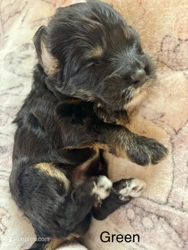 Green collar – Miniature Bernedoodle puppy for sale in Calhoun, GA