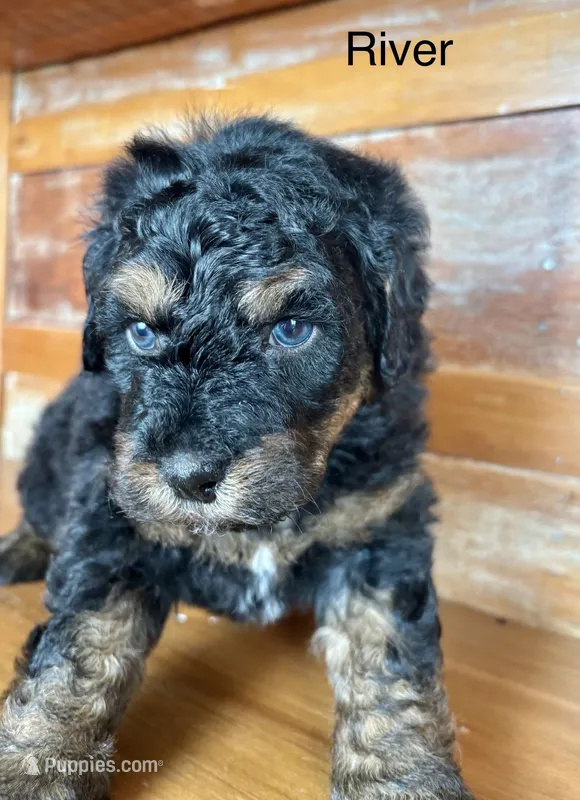 River – Miniature Bernedoodle puppy for sale in Calhoun, GA