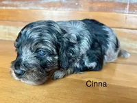Cinna, a male Cockapoo and Poodle - Miniature  for sale in Calhoun, GA – 5 of 7