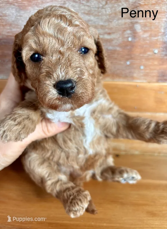 Penny – Miniature Labradoodle puppy for sale in Calhoun, GA