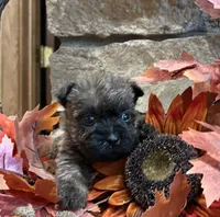 Lindy, a female Cairn Terrier for sale in Osborne, KS – 9 of 10