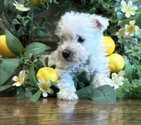 Wallace , a male West Highland White Terrier for sale in Osborne, KS – 2 of 10