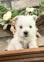 Boomer , a male West Highland White Terrier for sale in Osborne, KS – 4 of 10