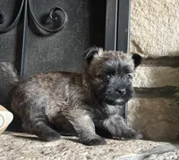 Randa , a female Cairn Terrier for sale in Osborne, KS – 7 of 10
