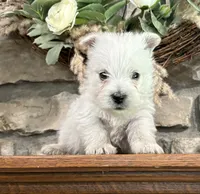 Boomer , a male West Highland White Terrier for sale in Osborne, KS – 10 of 10