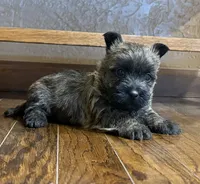 Timber , a female Cairn Terrier for sale in Osborne, KS – 2 of 10