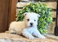 Boomer , a male West Highland White Terrier for sale in Osborne, KS – 9 of 10