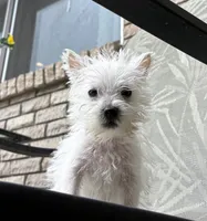 Sully , a male West Highland White Terrier for sale in Osborne, KS – 9 of 10