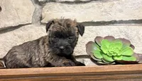 Kendra , a female Cairn Terrier for sale in Osborne, KS – 10 of 10