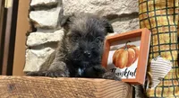 Tyler, a male Cairn Terrier for sale in Osborne, KS – 4 of 10