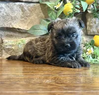 Harriet, a male Cairn Terrier for sale in Osborne, KS – 7 of 10