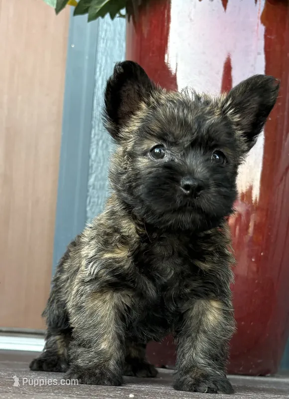 Briggs  – Cairn Terrier puppy for sale in Osborne, KS