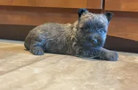 Timber , a female Cairn Terrier for sale in Osborne, KS – 3 of 10