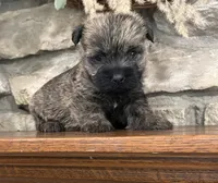 Briggs, a male Cairn Terrier for sale in Osborne, KS – 6 of 10