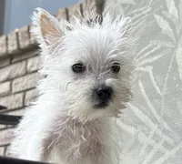 Sully , a male West Highland White Terrier for sale in Osborne, KS – 8 of 10