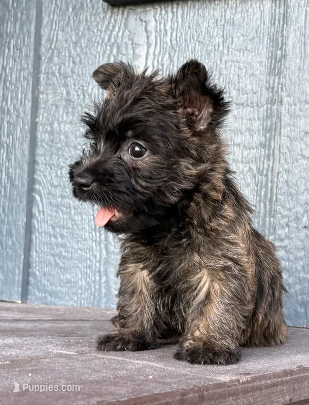 Kendra  – Cairn Terrier puppy for sale in Osborne, KS