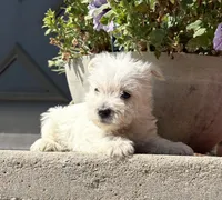 Wallace , a male West Highland White Terrier for sale in Osborne, KS – 7 of 10