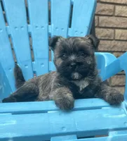 Briggs, a male Cairn Terrier for sale in Osborne, KS – 6 of 10