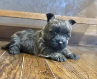 Timber , a female Cairn Terrier for sale in Osborne, KS – 6 of 10