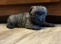 Kendra , a female Cairn Terrier for sale in Osborne, KS – 2 of 10