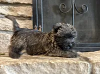 Woodrow, a male Cairn Terrier for sale in Osborne, KS – 1 of 6