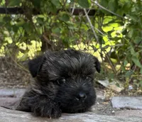 Harriet, a male Cairn Terrier for sale in Osborne, KS – 4 of 10