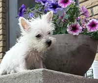 Sully , a male West Highland White Terrier for sale in Osborne, KS – 6 of 10