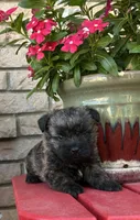 Harriet, a male Cairn Terrier for sale in Osborne, KS – 5 of 10