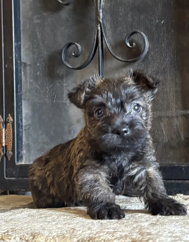 Briggs  – Cairn Terrier puppy for sale in Osborne, KS