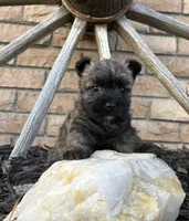 Randa , a female Cairn Terrier for sale in Osborne, KS – 4 of 10