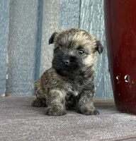 Briggs, a male Cairn Terrier for sale in Osborne, KS – 3 of 10