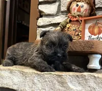 Tyler, a male Cairn Terrier for sale in Osborne, KS – 5 of 10