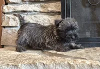 Woodrow, a male Cairn Terrier for sale in Osborne, KS – 4 of 6