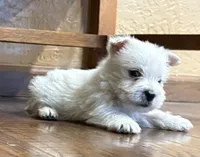 Boomer , a male West Highland White Terrier for sale in Osborne, KS – 2 of 10