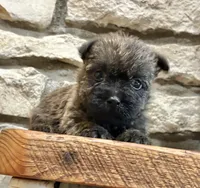 Lindy, a female Cairn Terrier for sale in Osborne, KS – 5 of 10