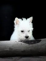 Sully , a male West Highland White Terrier for sale in Osborne, KS – 3 of 10
