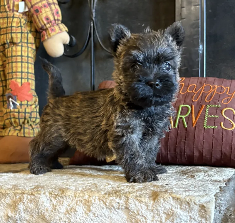 Milo – Cairn Terrier puppy for sale in Osborne, KS