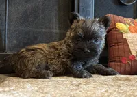 Milo, a male Cairn Terrier for sale in Osborne, KS – 6 of 10