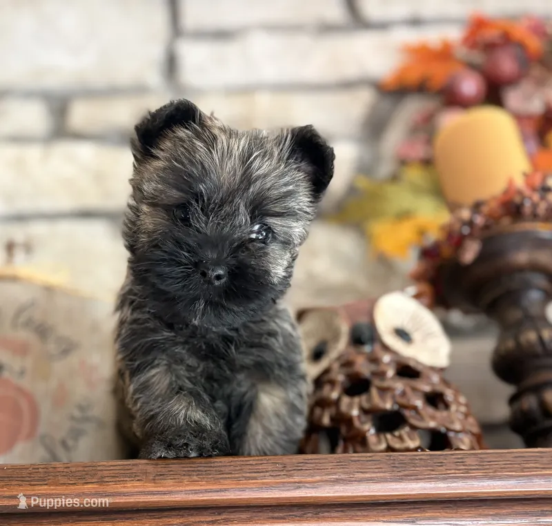 Briggs – Cairn Terrier puppy for sale in Osborne, KS