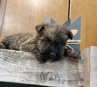 Tyler, a male Cairn Terrier for sale in Osborne, KS – 6 of 10