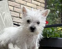 Sully , a male West Highland White Terrier for sale in Osborne, KS – 10 of 10
